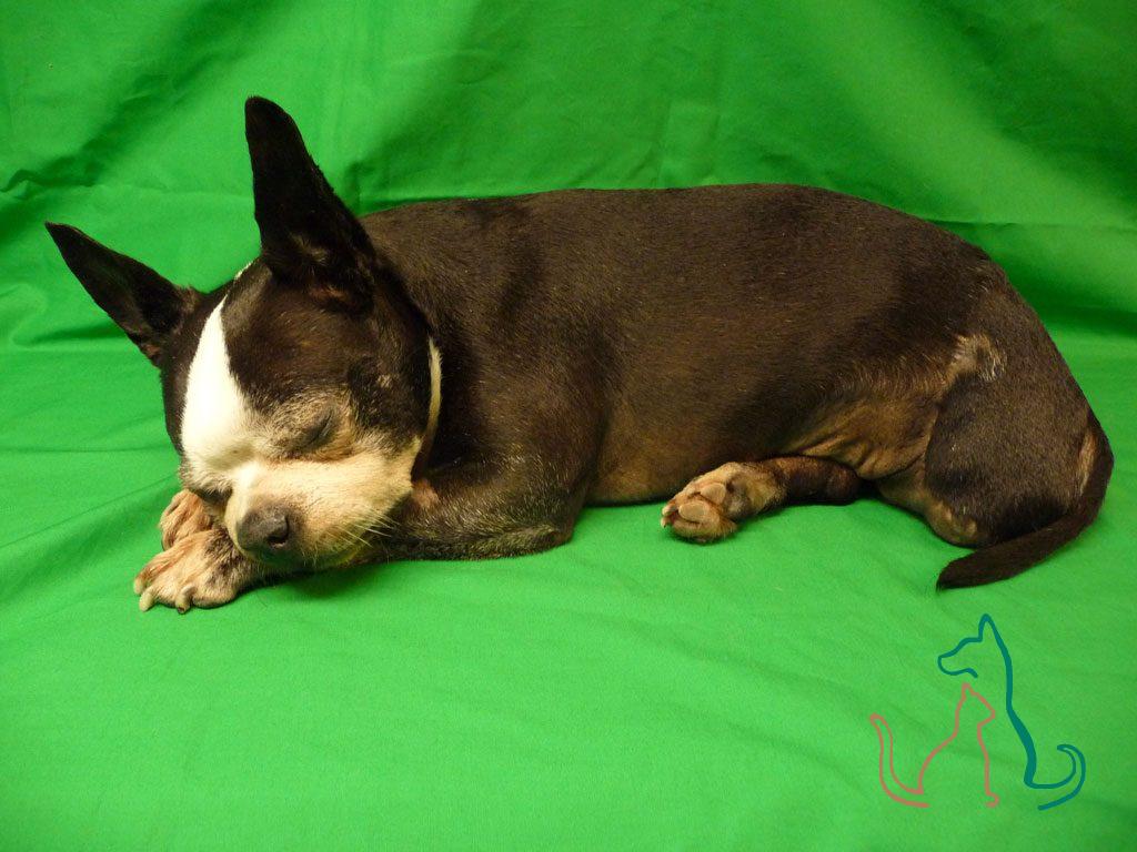 freeze-dried Boston Terrier