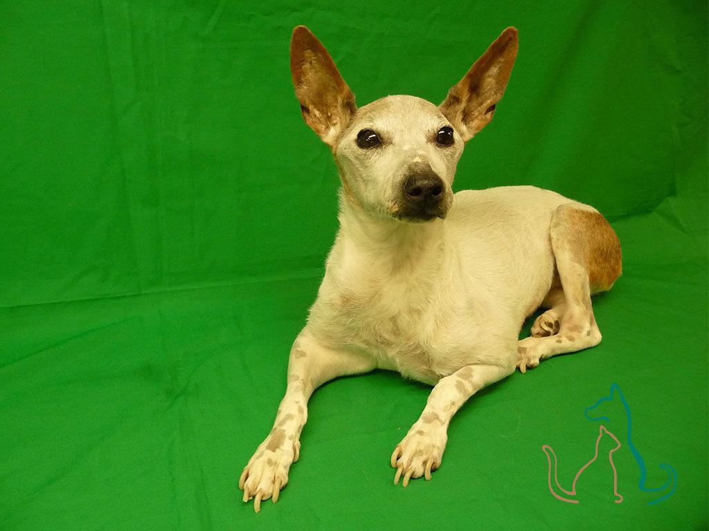 freeze dried Jack Russell Terrier