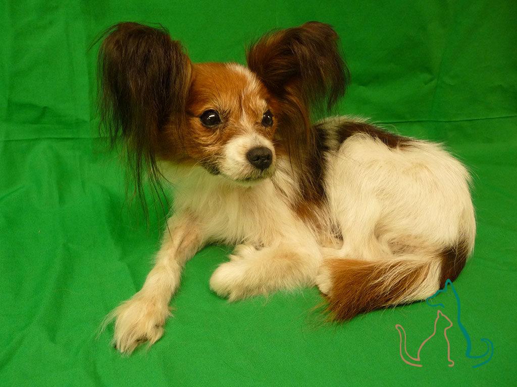 freeze dried pet Papillon