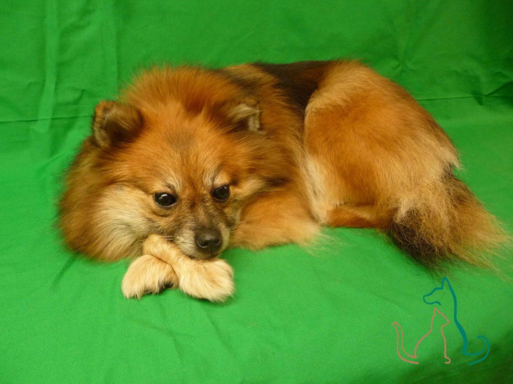 freeze dried pet Pomeranian