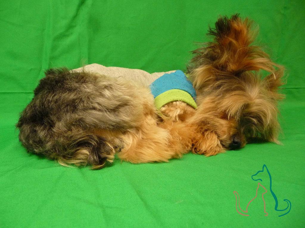 freeze dried pet Yorkshire Terrier