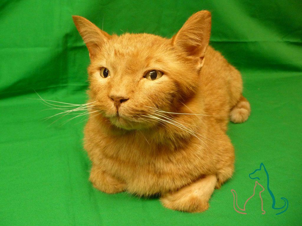 freeze-dried pet cat