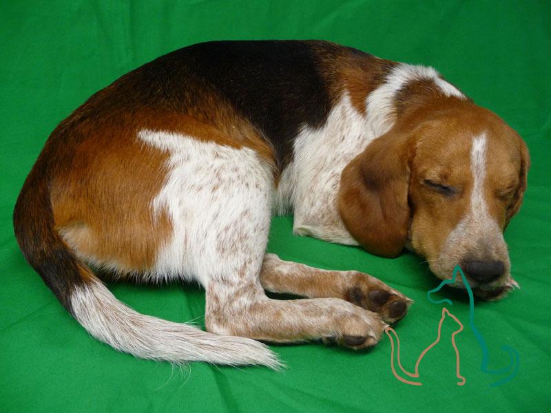 freeze-dried pet beagle