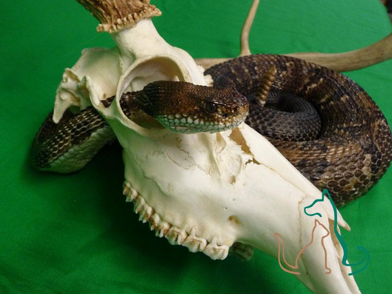 freeze dried rattlesnake with skull