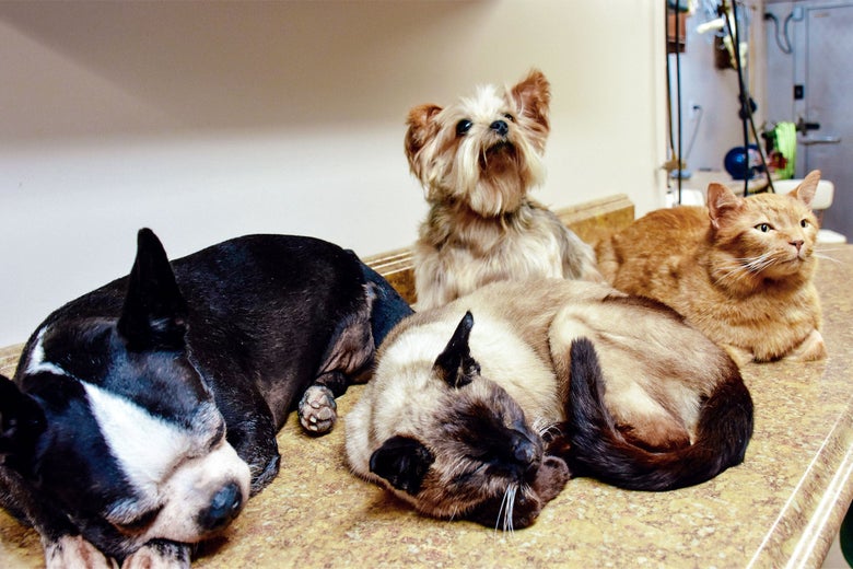 photo of freeze-dried pets by Slate Magazine writer Jake Maynard